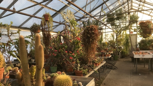 Plants in a greenhouse.