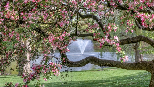 The Passion Puddle fountain seen through a tree in bloom.