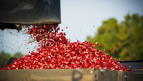 Cranberries being harvested.