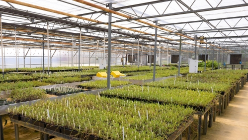 Cranberry seedlings in a greenhouse.