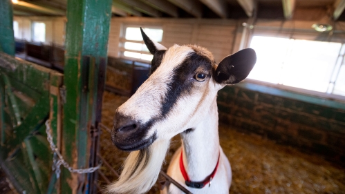 A goat in a barn.
