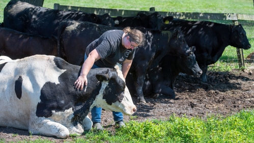 A worker with a cow.