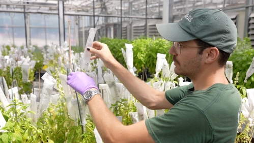 A student with basil plants in a greenhouse.