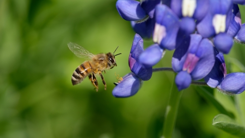 A bee on a flower.