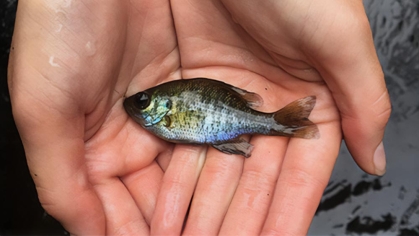 Two hands holding a small fish.