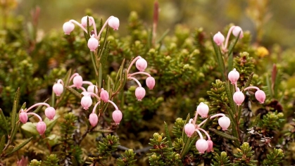 Close-up view of a plant.
