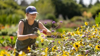 A student pruning flowers.