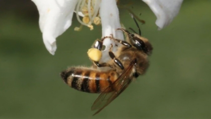 A bee pollinating a flower.