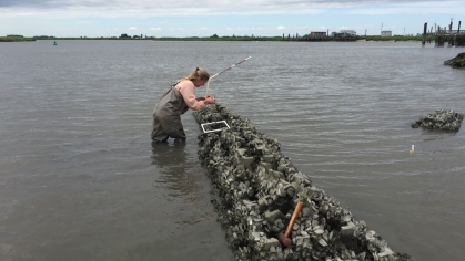A person knee-deep in water working on a living shoreline.