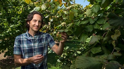 Thomas Molnar holds hazelnuts on a tree.