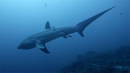 A shark.