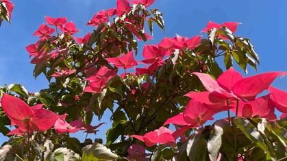 Dogwood in bloom.