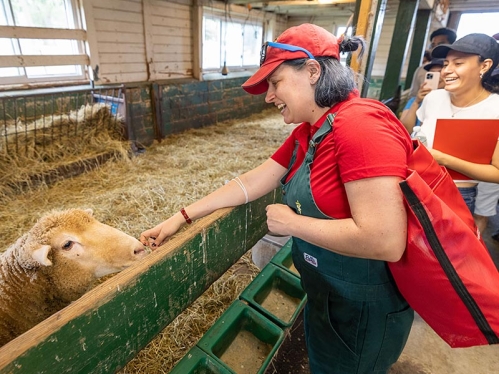 A SEBS Ambassador petting a sheep while tour members look on.