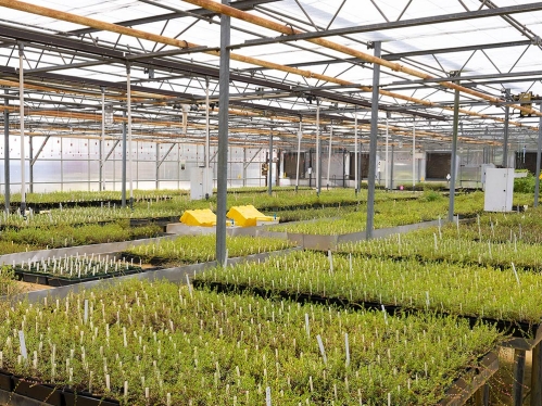 Cranberry seedlings in a greenhouse.