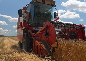 A combine harvesting wheat.